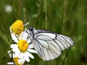 Aporia craetagi L-Blanca del majuelo